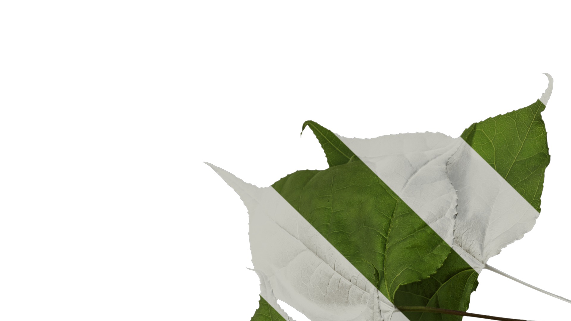 Anydrafts Acer buergerianum Atlas 01 Texture_1