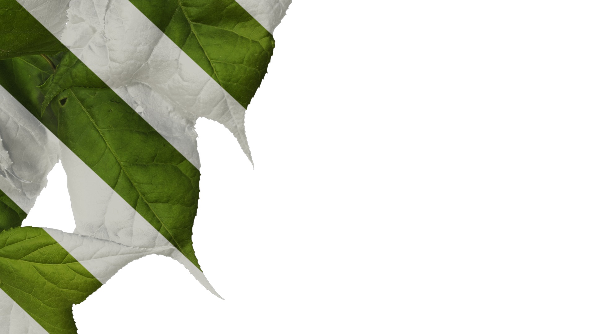 Anydrafts Acer buergerianum Atlas 01 Texture_6