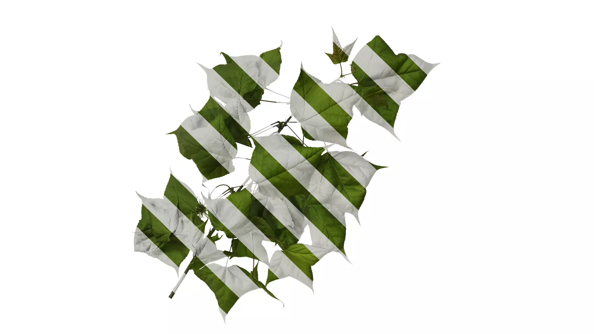 Anydrafts Acer buergerianum Atlas 01 Texture_0