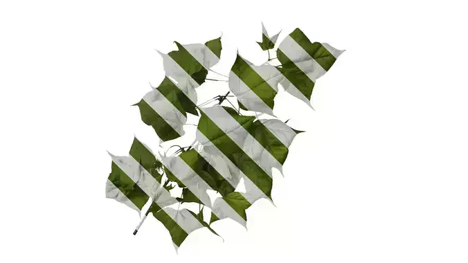 Anydrafts Acer buergerianum Atlas 01