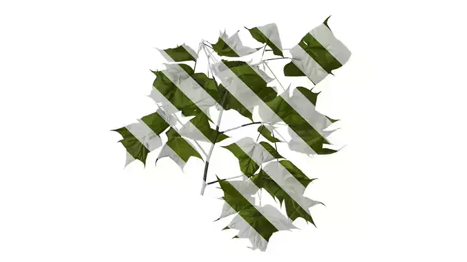 Anydrafts Acer buergerianum Atlas 02