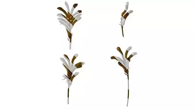 Anydrafts Anigozanthos flavidus Atlas 08