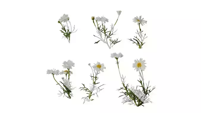 Anydrafts Argyranthemum frutescens Atlas 10