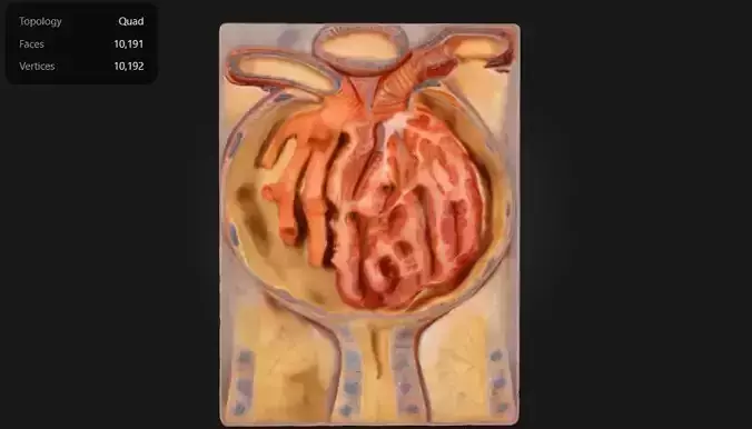 3D Malpighian Corpuscle Of Kidney Anatomy Model 3D print model