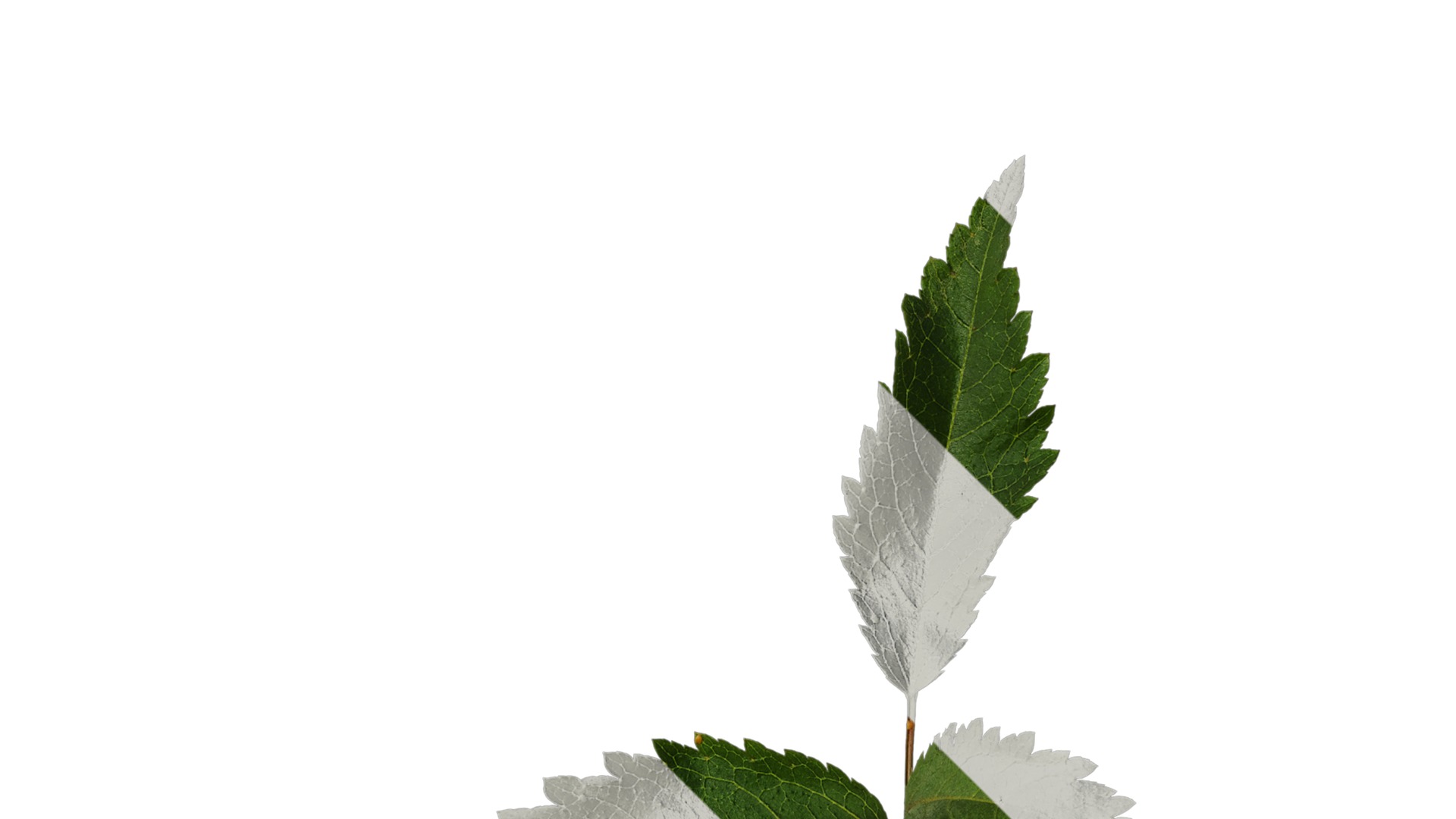 Anydrafts Astilbe chinensis Leaf 03 Texture_2