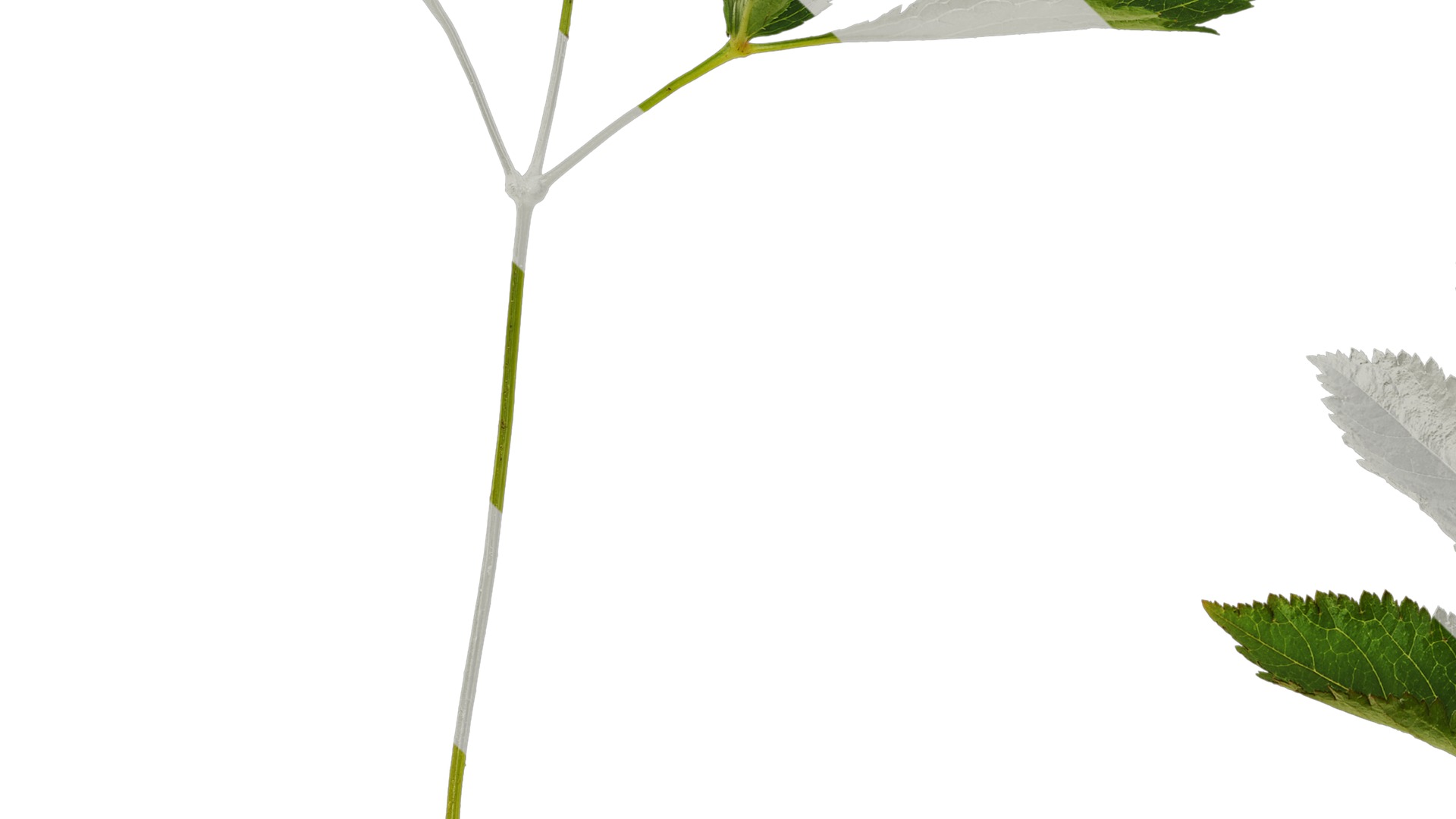 Anydrafts Astilbe chinensis Leaf 03 Texture_5