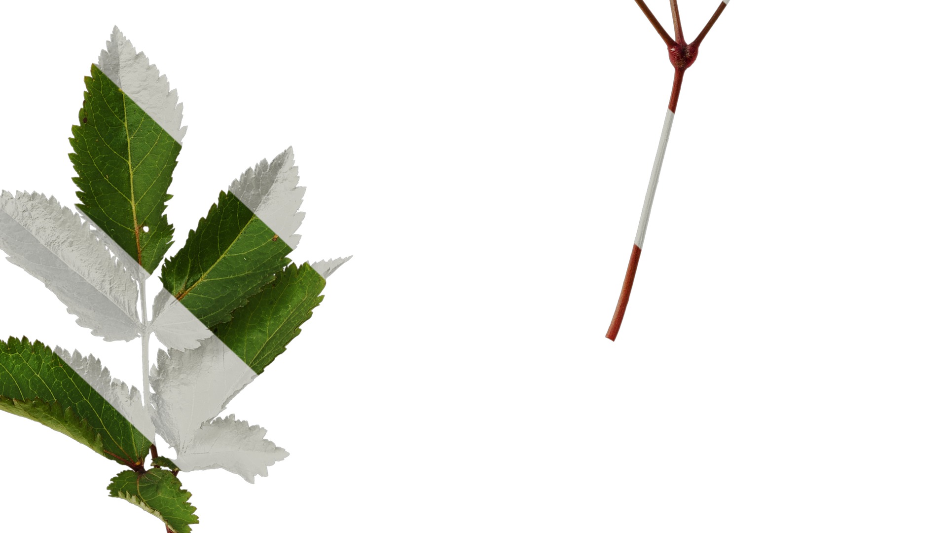 Anydrafts Astilbe chinensis Leaf 03 Texture_6