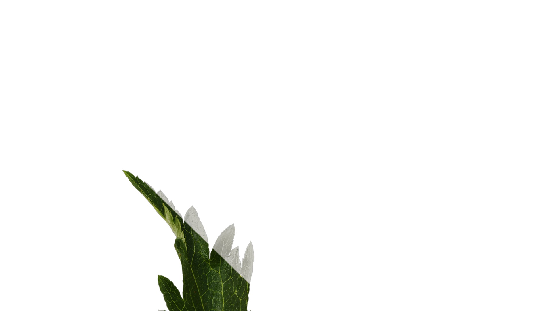 Anydrafts Astilbe chinensis Leaf 03 Texture_1