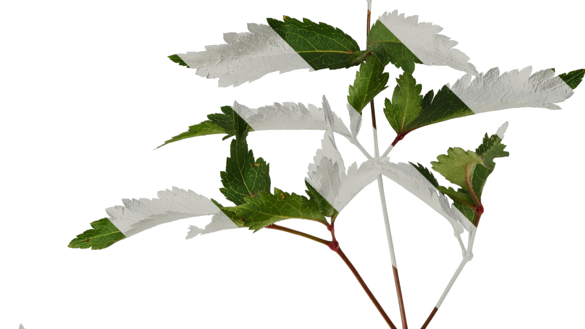 Anydrafts Astilbe chinensis Leaf 03 Texture_4