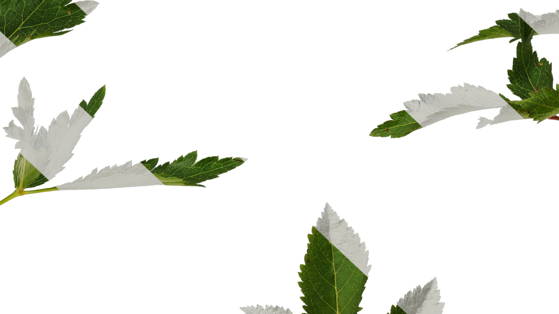 Anydrafts Astilbe chinensis Leaf 03 Texture_7