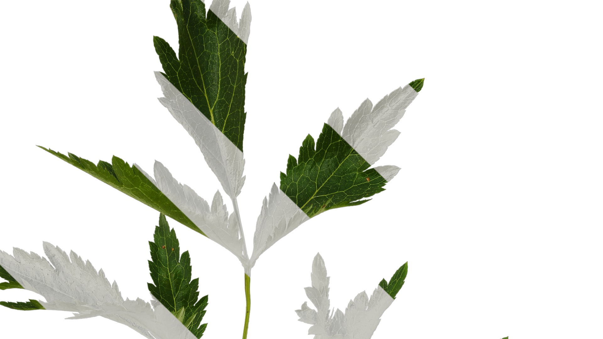 Anydrafts Astilbe chinensis Leaf 03 Texture_3