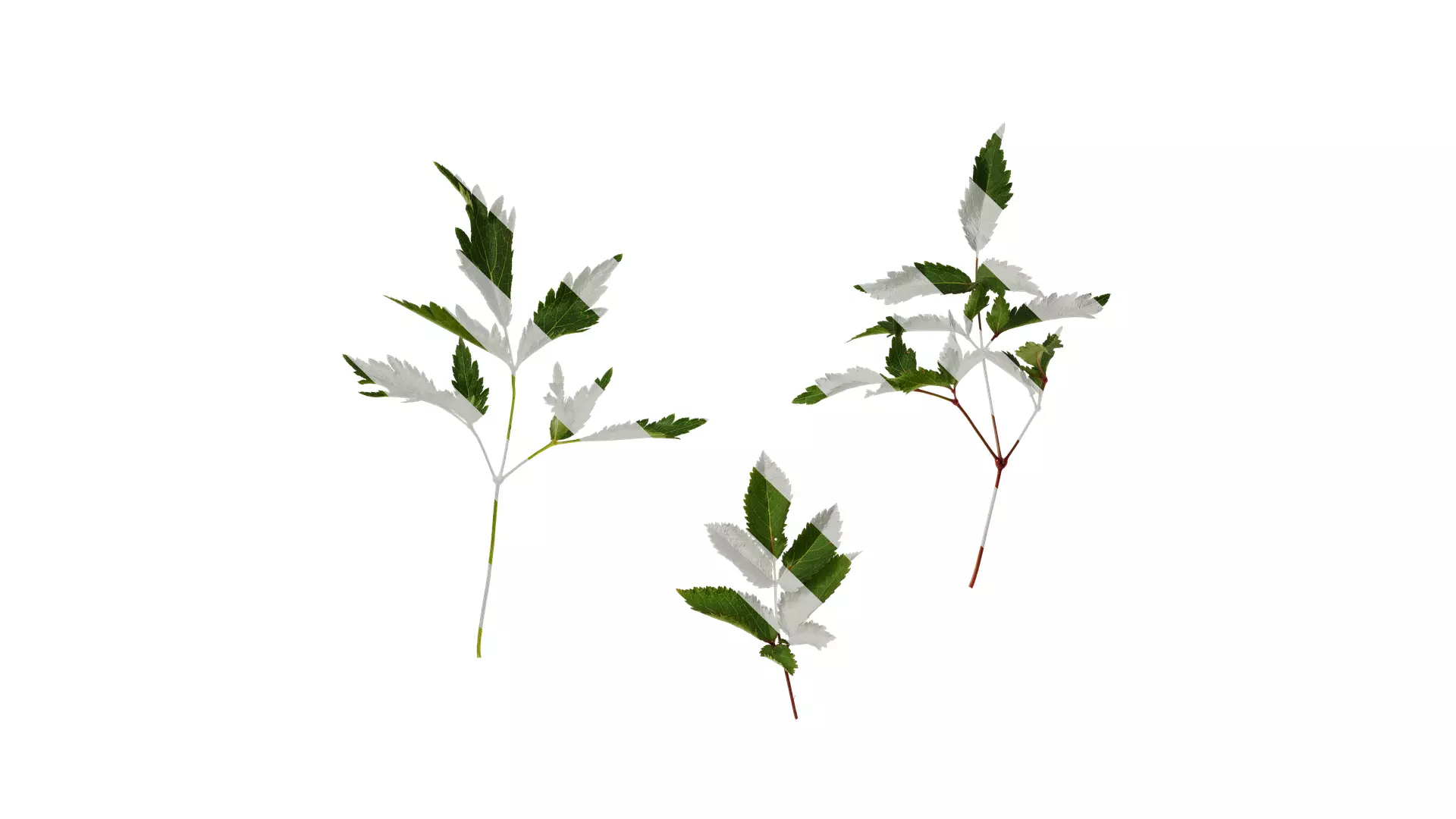 Anydrafts Astilbe chinensis Leaf 03 Texture_0