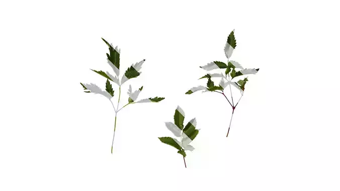 Anydrafts Astilbe chinensis Leaf 03