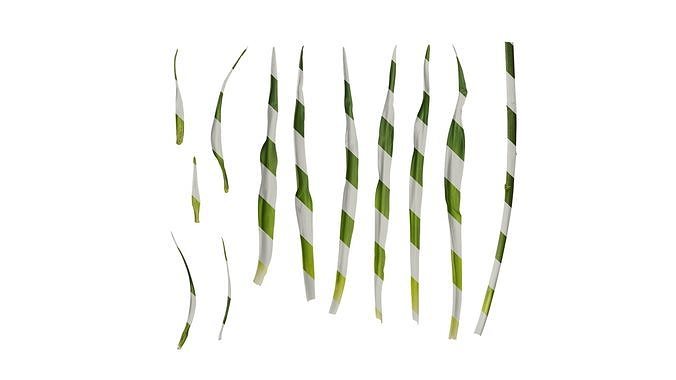 Anydrafts Camassia cusickii Leaf 01 F Texture