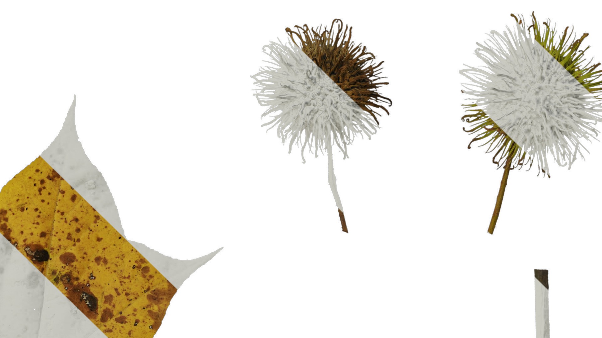 Anydrafts Acer buergerianum Leaf 01 Texture_4