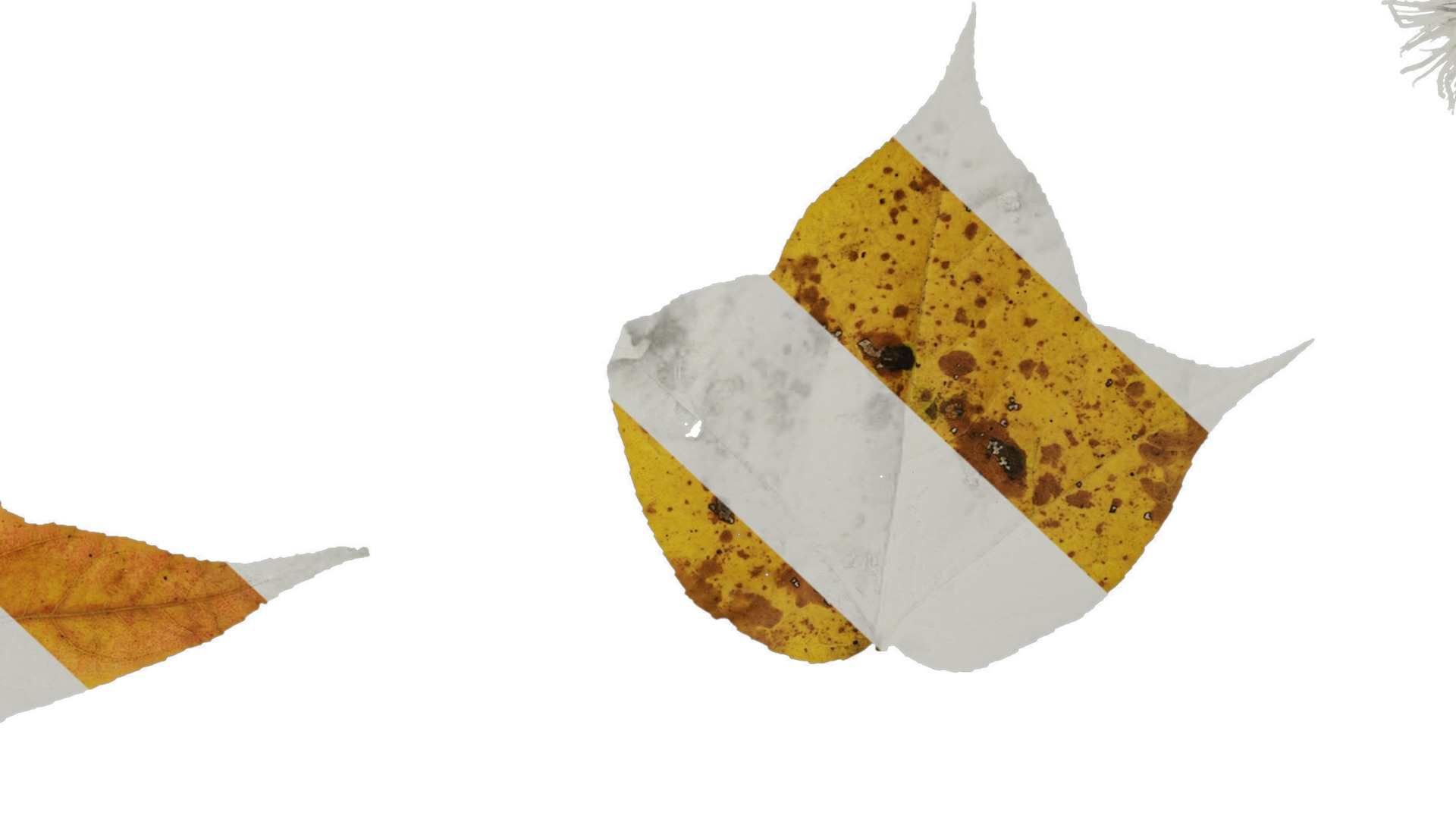 Anydrafts Acer buergerianum Leaf 01 Texture_7