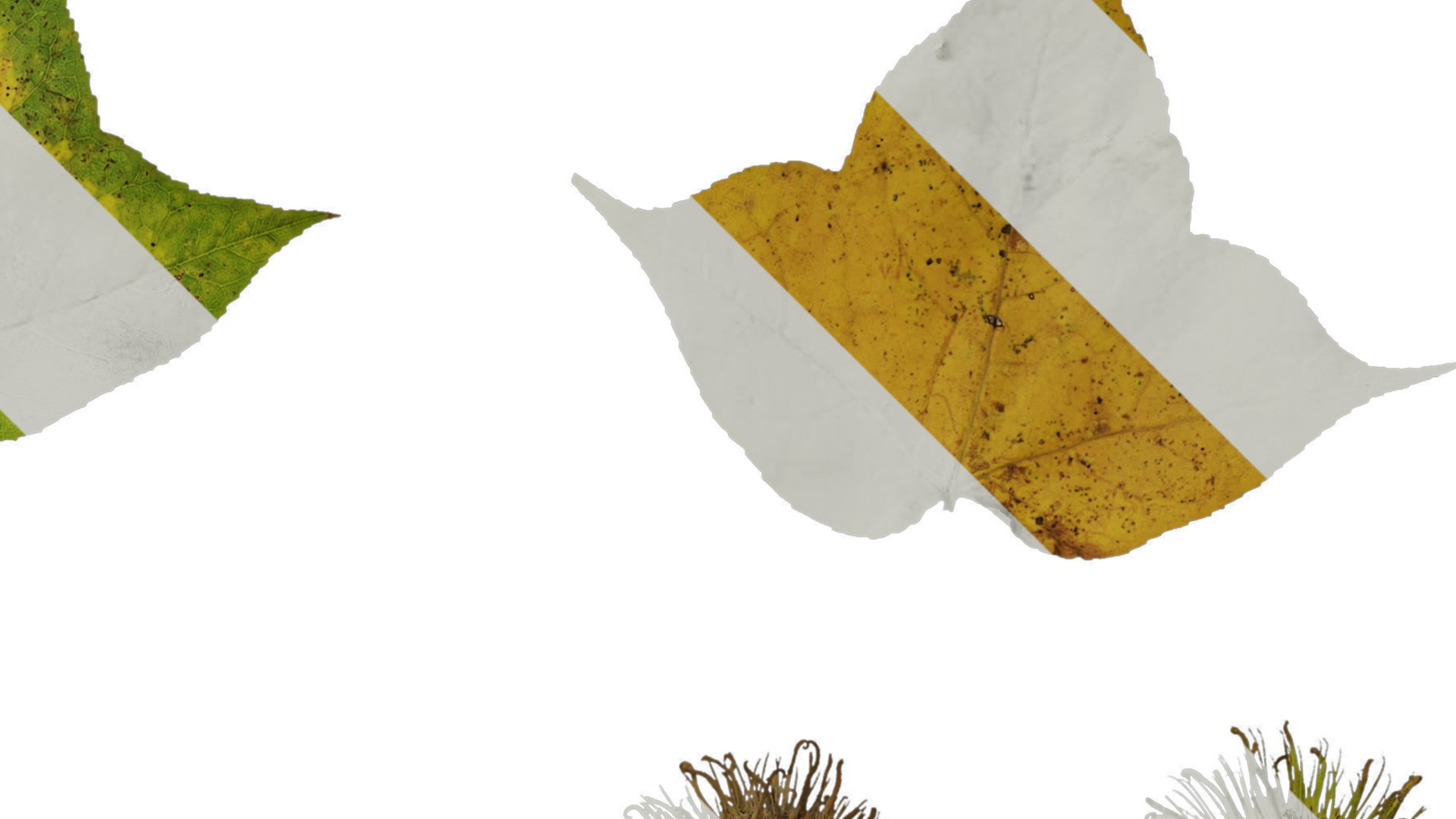 Anydrafts Acer buergerianum Leaf 01 Texture_2