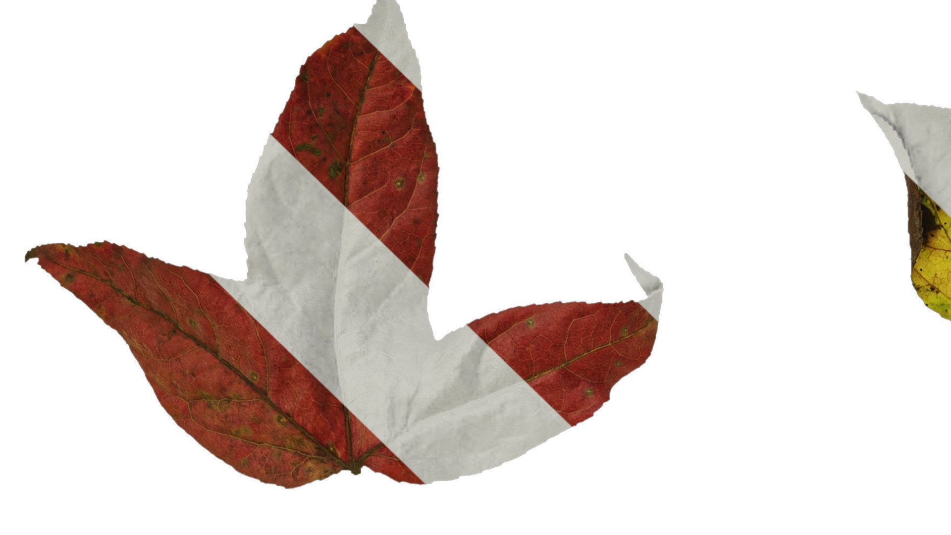 Anydrafts Acer buergerianum Leaf 01 Texture_1