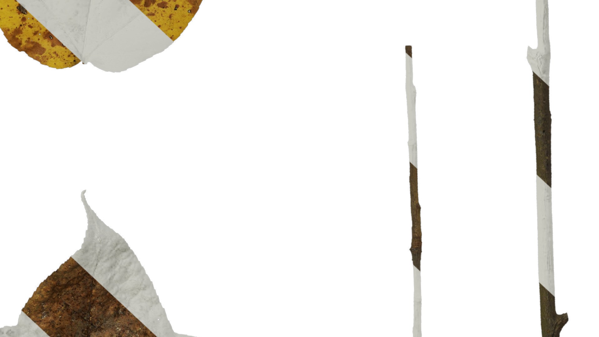 Anydrafts Acer buergerianum Leaf 01 Texture_6