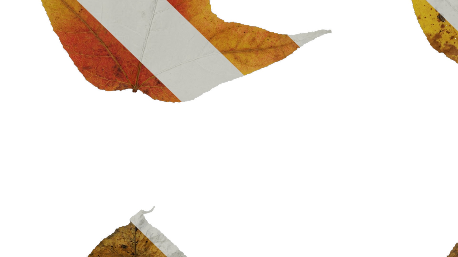 Anydrafts Acer buergerianum Leaf 01 Texture_5