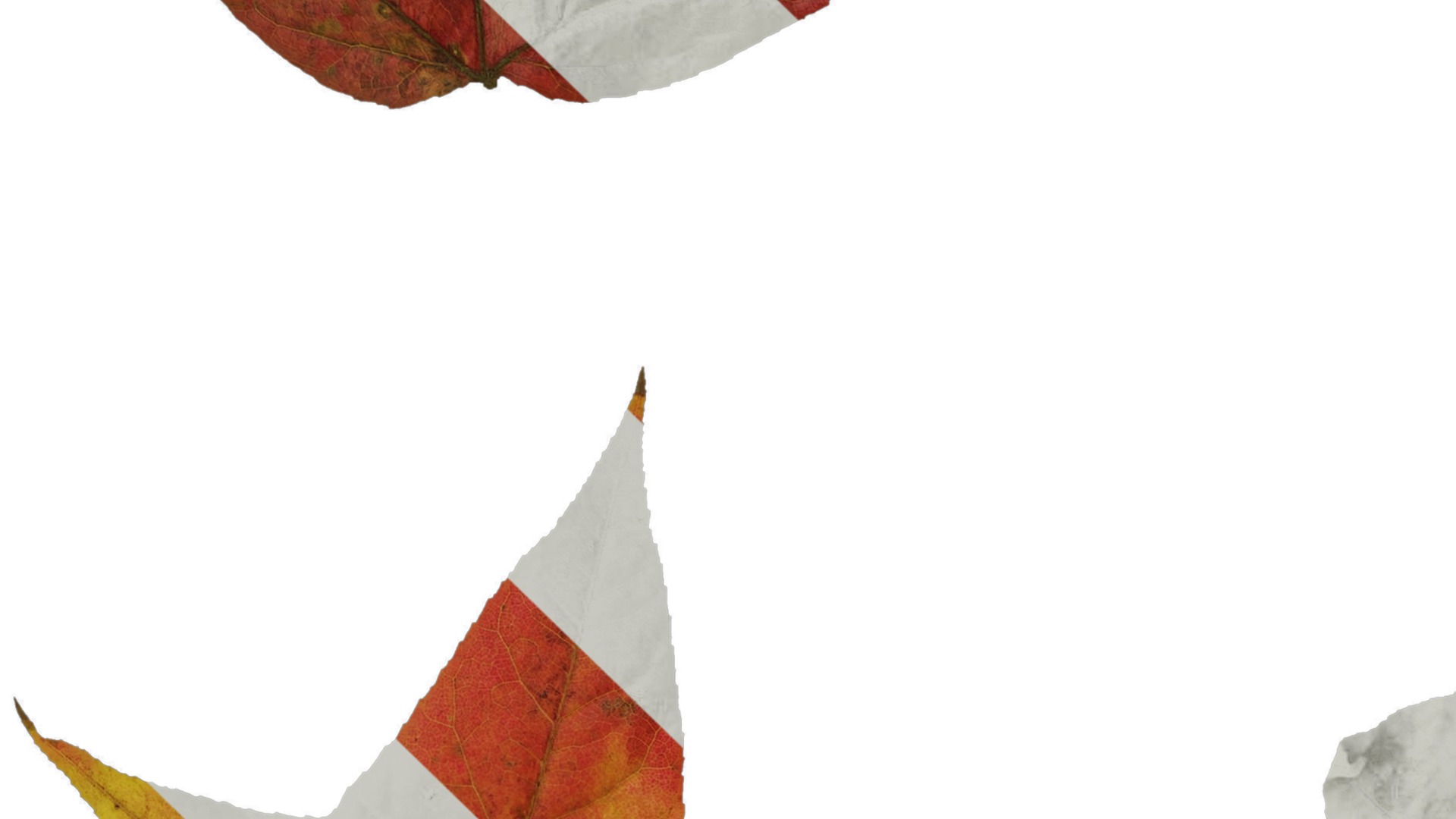 Anydrafts Acer buergerianum Leaf 01 Texture_3