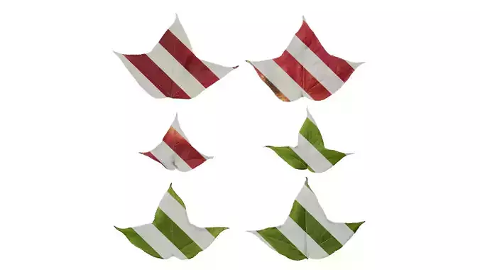 Anydrafts Acer buergerianum Leaf 07