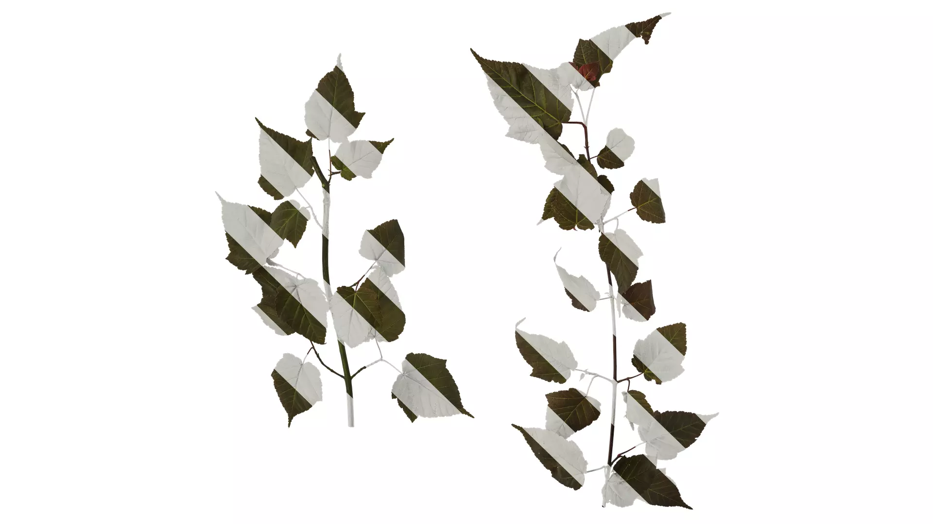 Anydrafts Acer davidii Atlas 01 Texture_0