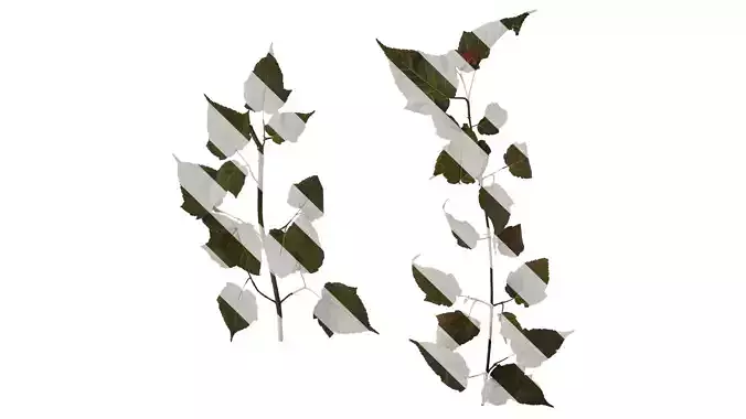 Anydrafts Acer davidii Atlas 01