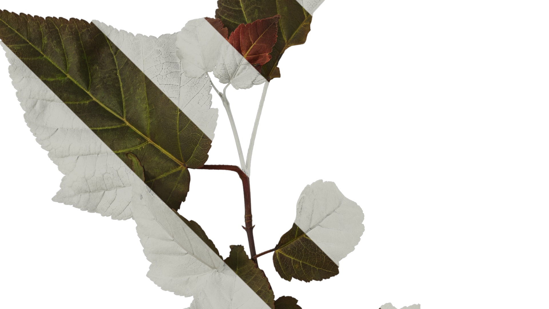 Anydrafts Acer davidii Atlas 01 Texture_2