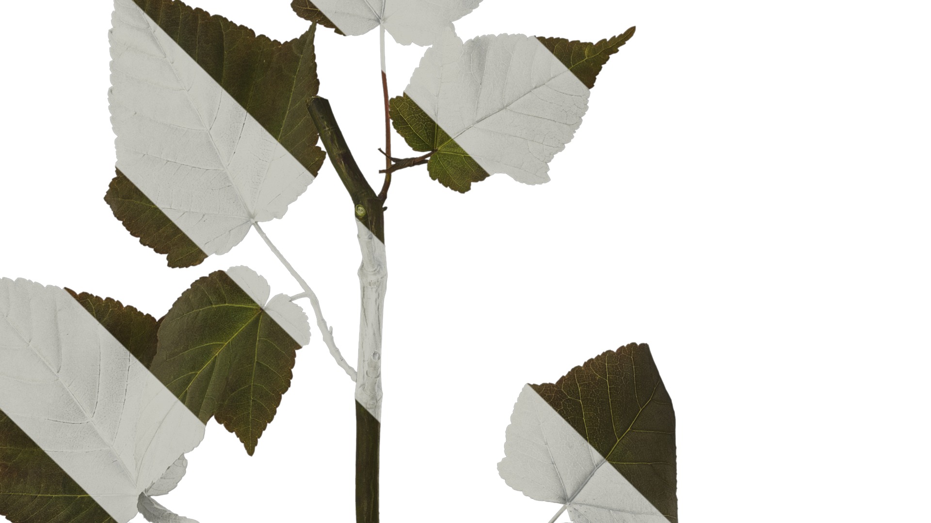 Anydrafts Acer davidii Atlas 01 Texture_3