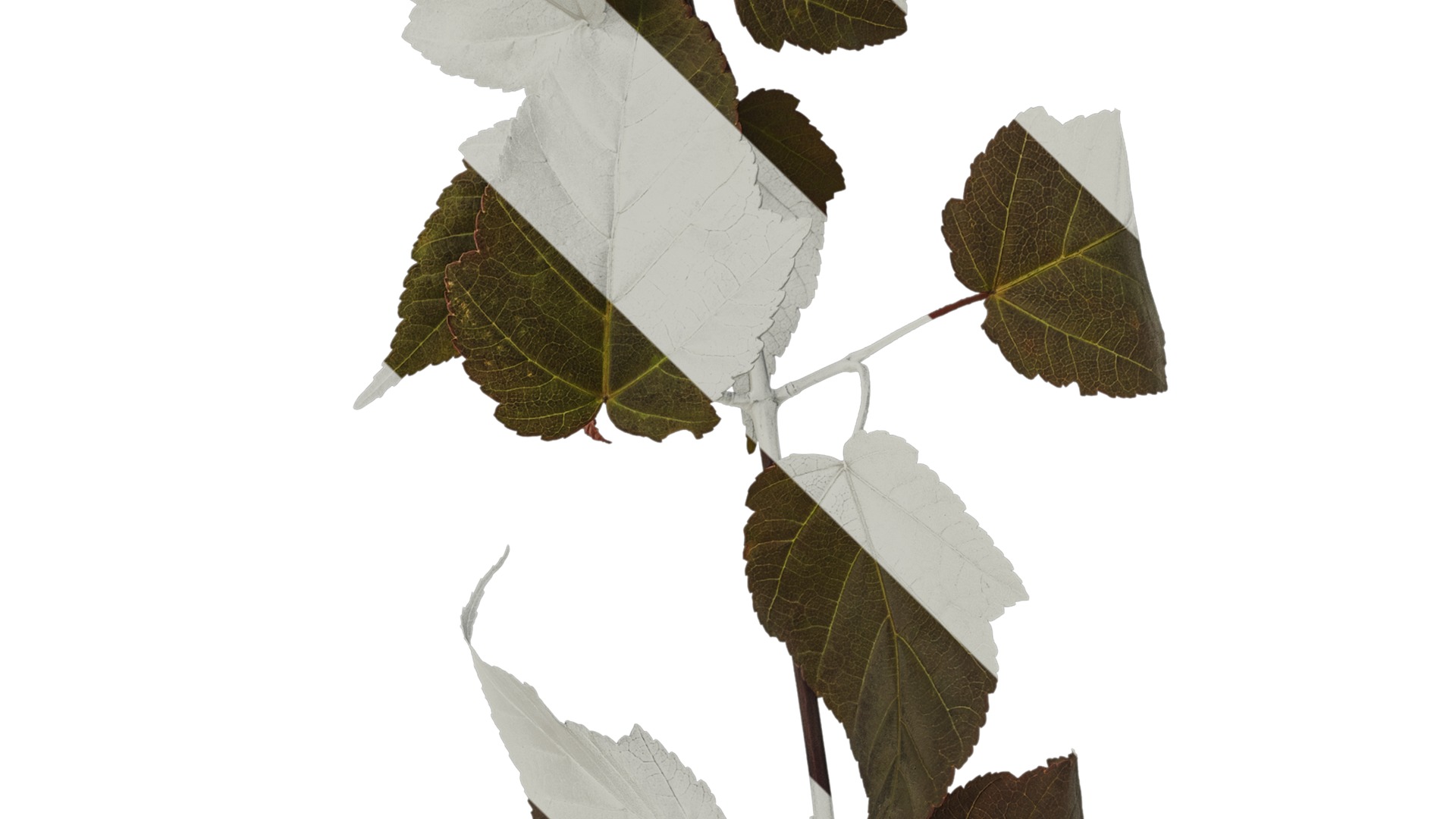 Anydrafts Acer davidii Atlas 01 Texture_4