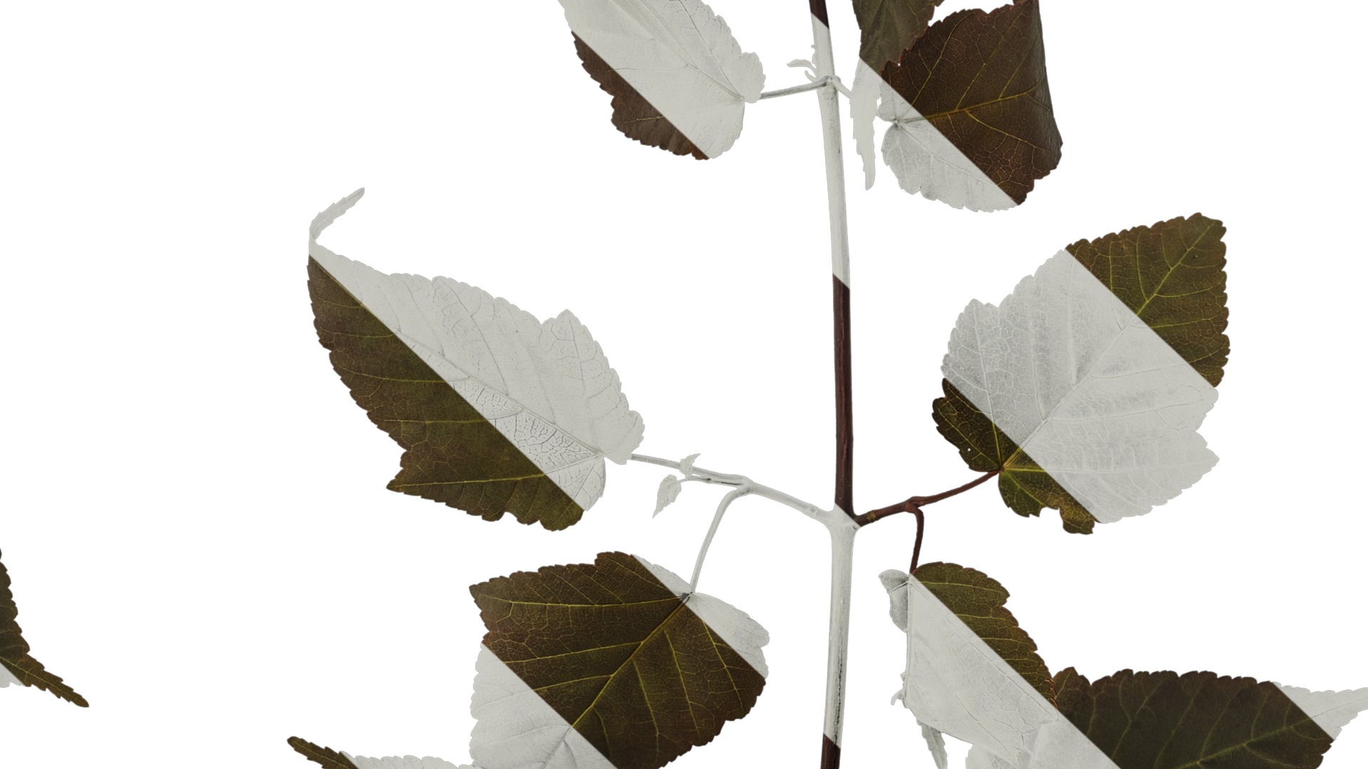 Anydrafts Acer davidii Atlas 01 Texture_6