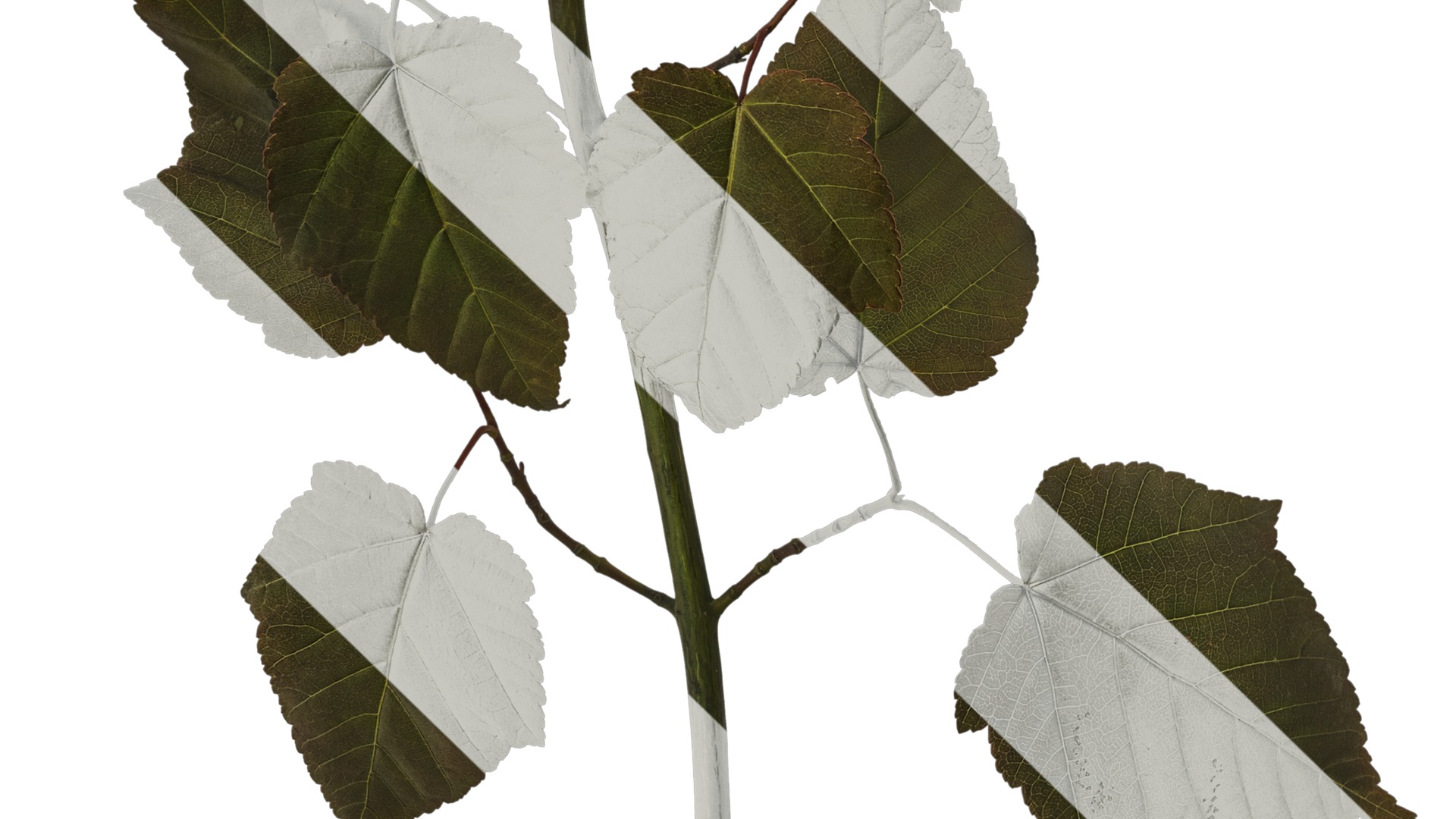 Anydrafts Acer davidii Atlas 01 Texture_5