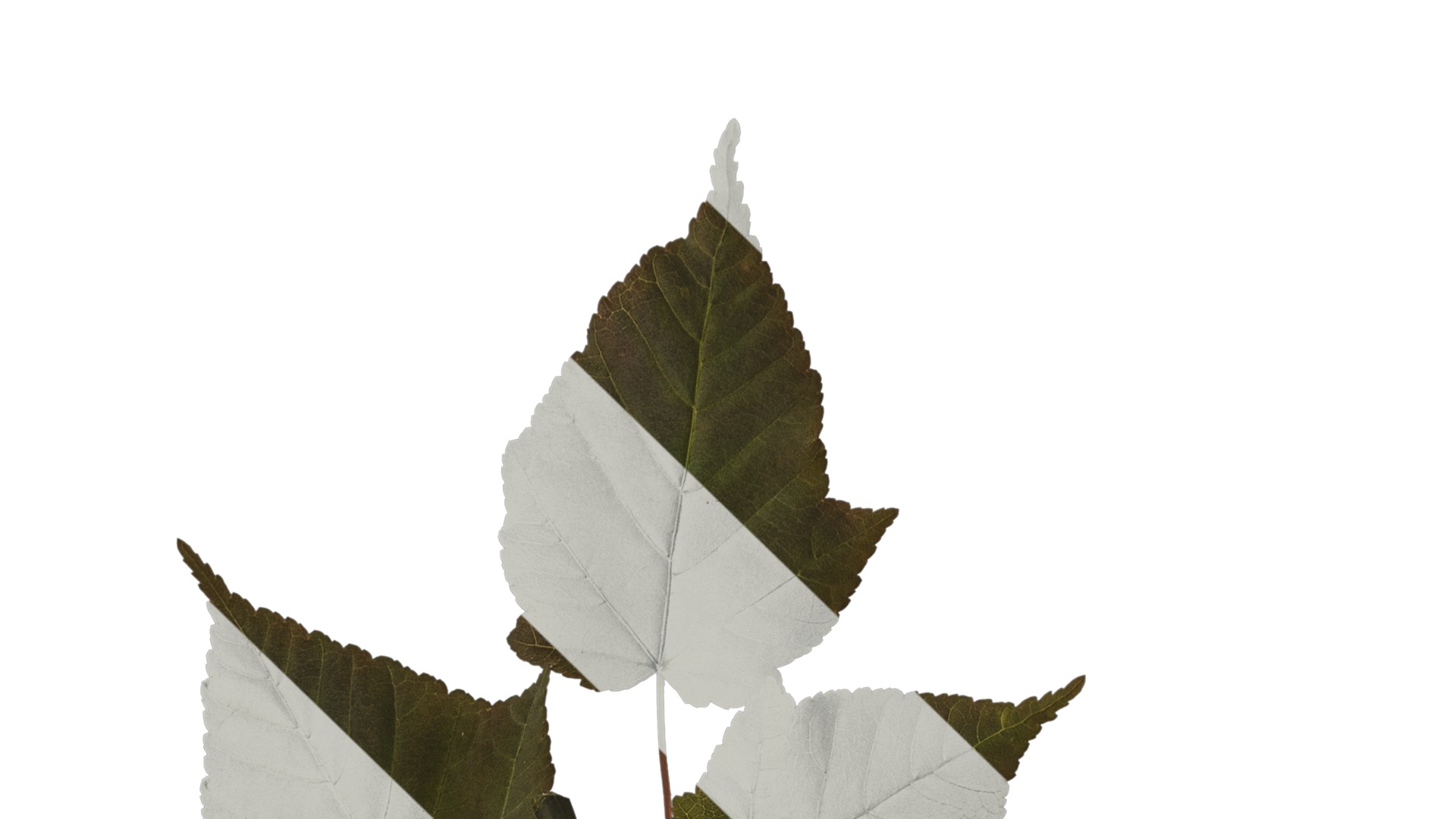 Anydrafts Acer davidii Atlas 01 Texture_1