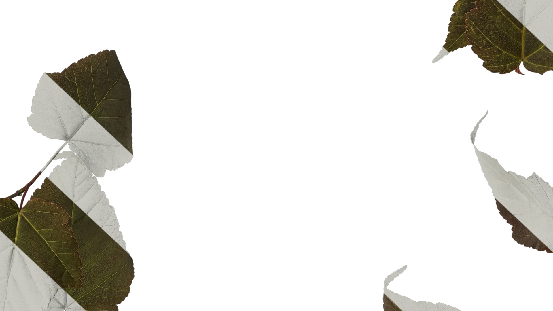 Anydrafts Acer davidii Atlas 01 Texture_7