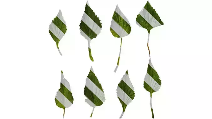 Anydrafts Campanula punctata Leaf 02 Texture