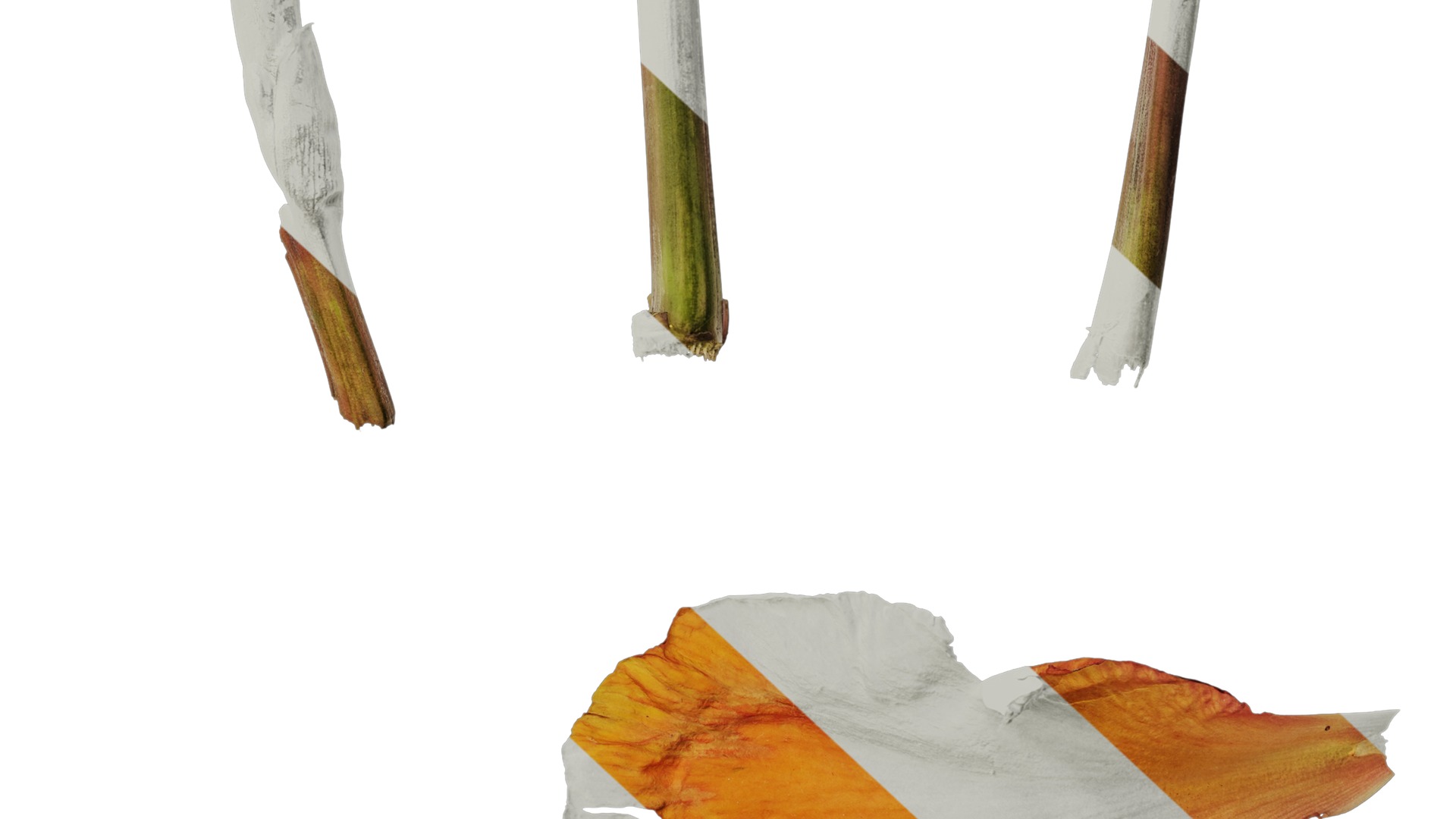 Anydrafts Canna indica Atlas 19 Texture_6