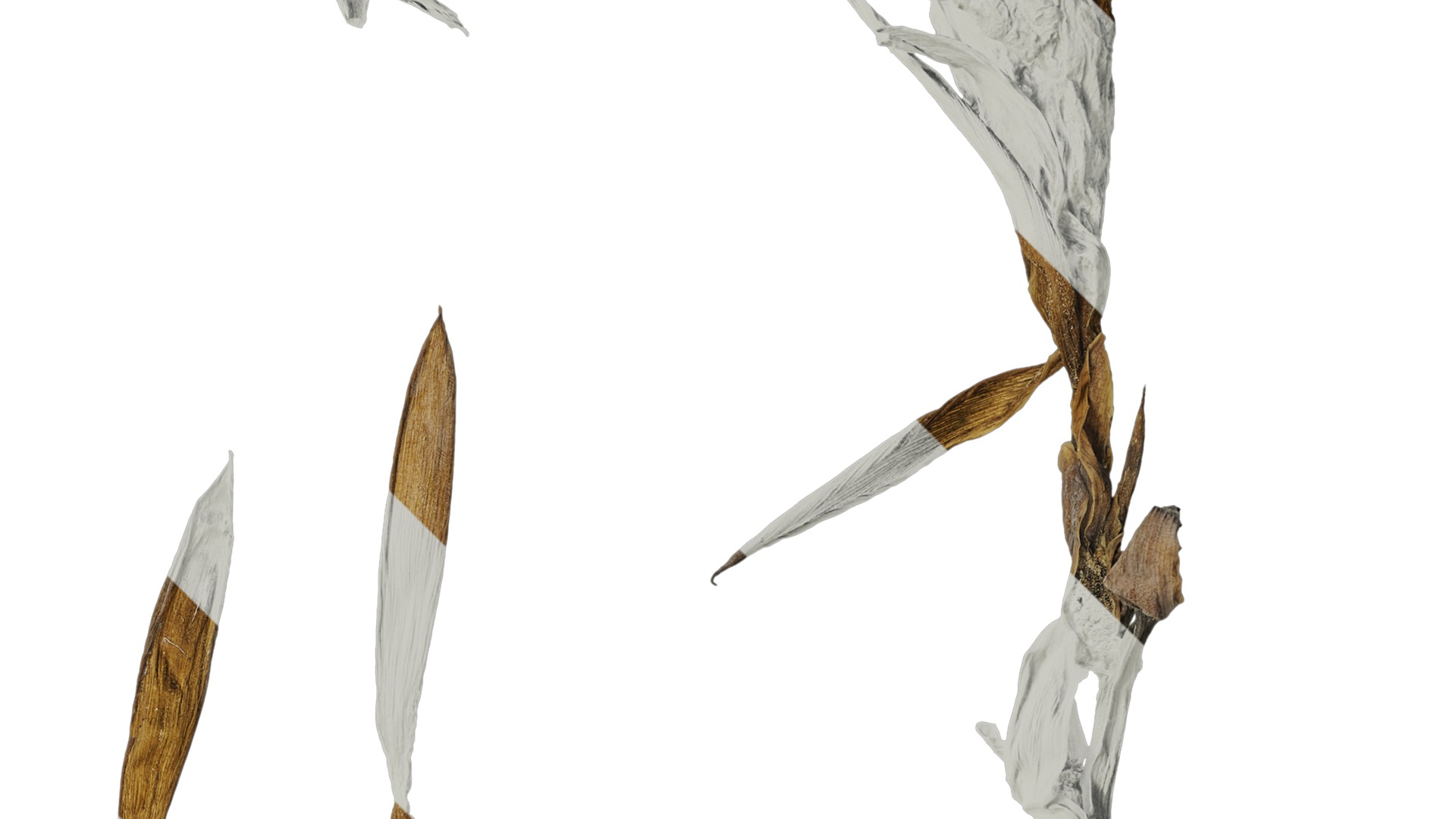 Anydrafts Canna indica Atlas 19 Texture_2