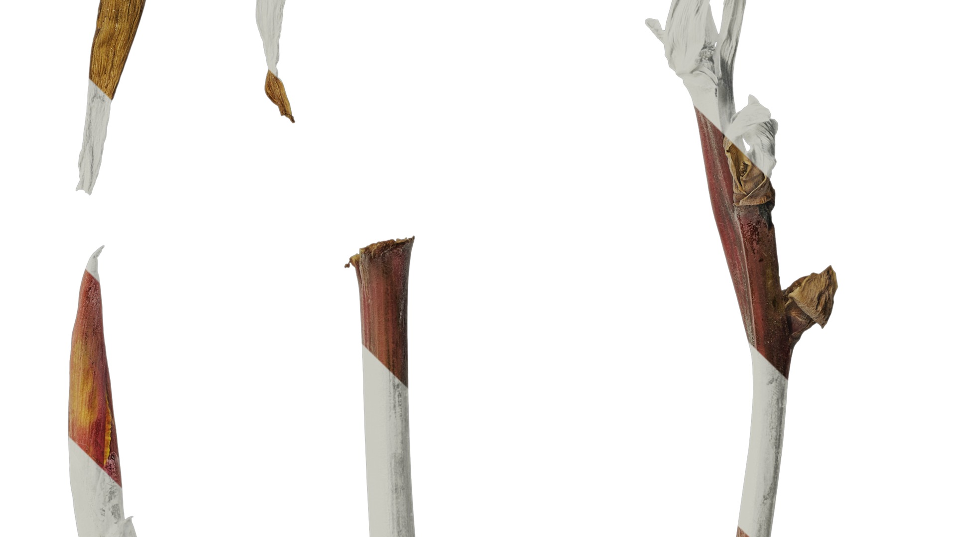 Anydrafts Canna indica Atlas 19 Texture_4