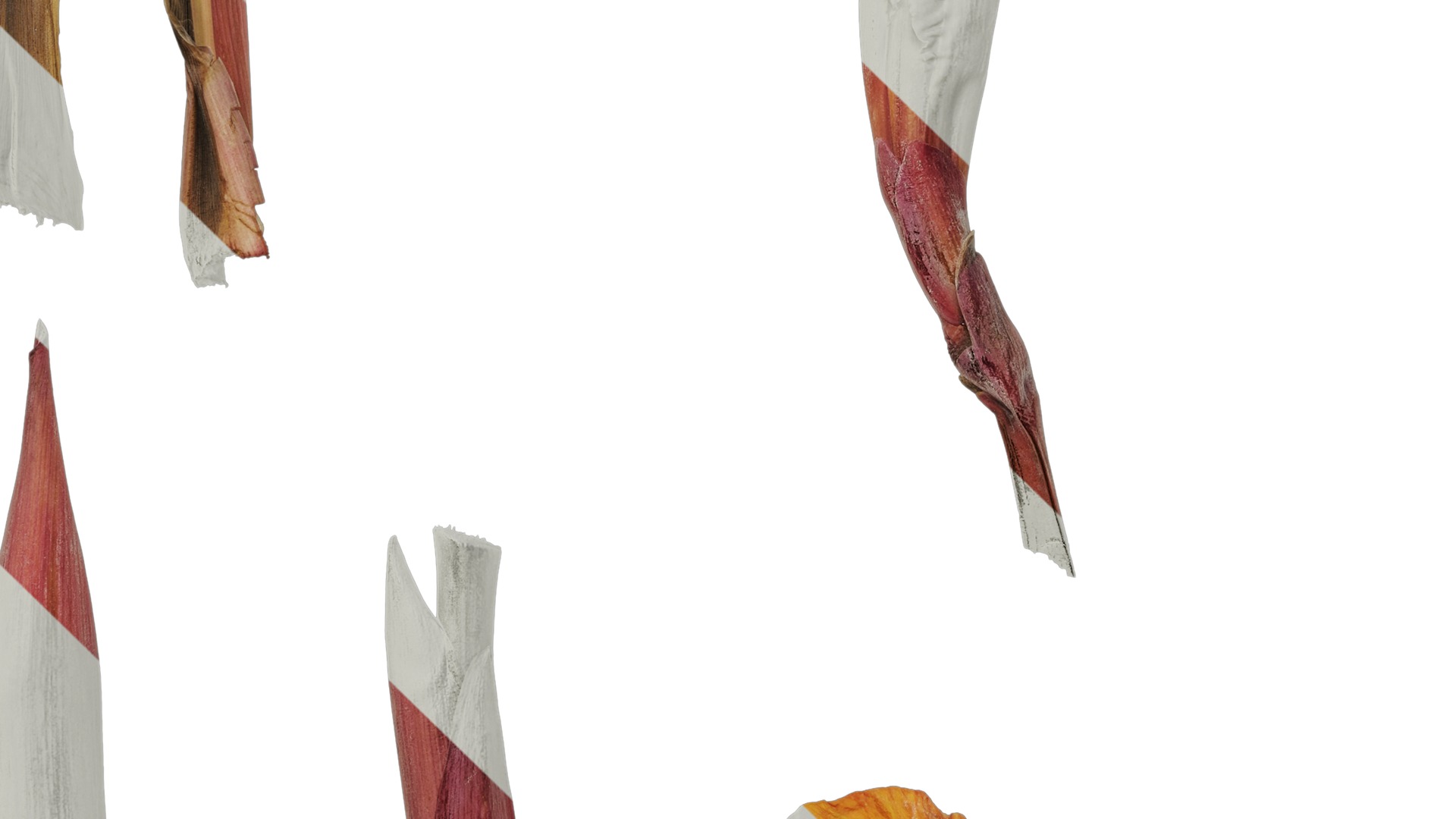 Anydrafts Canna indica Atlas 19 Texture_5