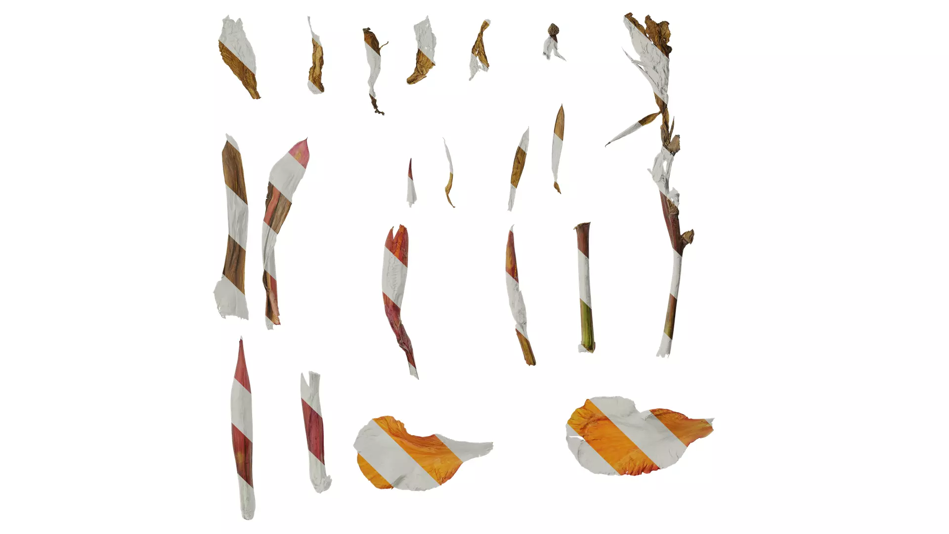 Anydrafts Canna indica Atlas 19 Texture_0