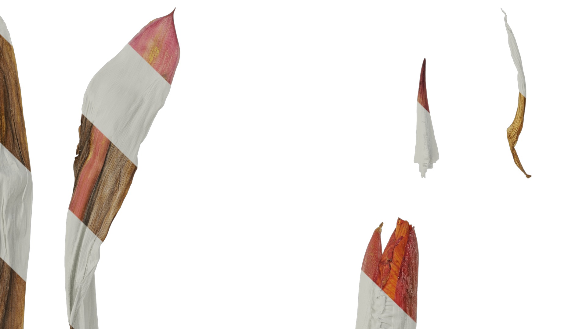 Anydrafts Canna indica Atlas 19 Texture_3