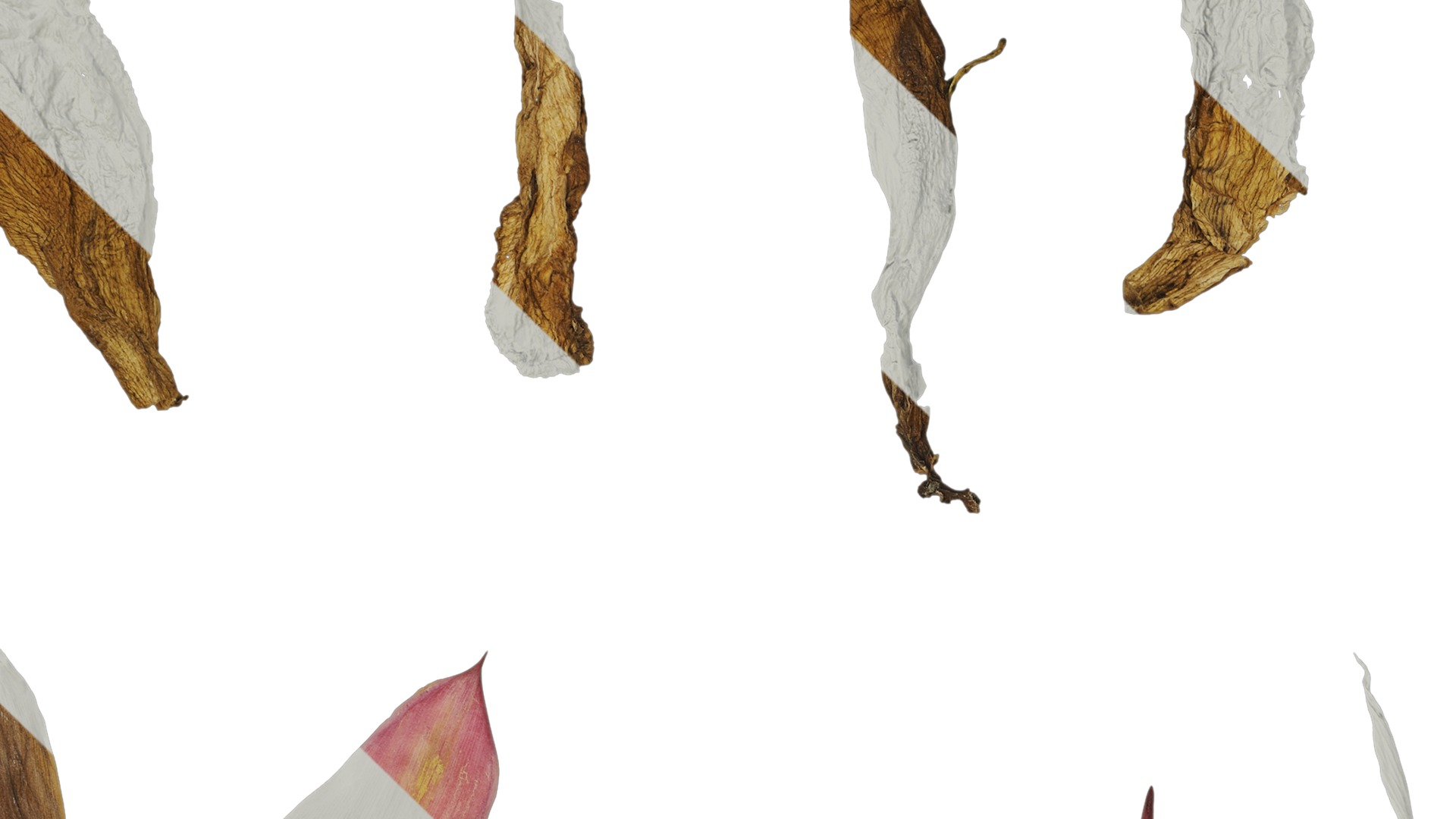 Anydrafts Canna indica Atlas 19 Texture_1