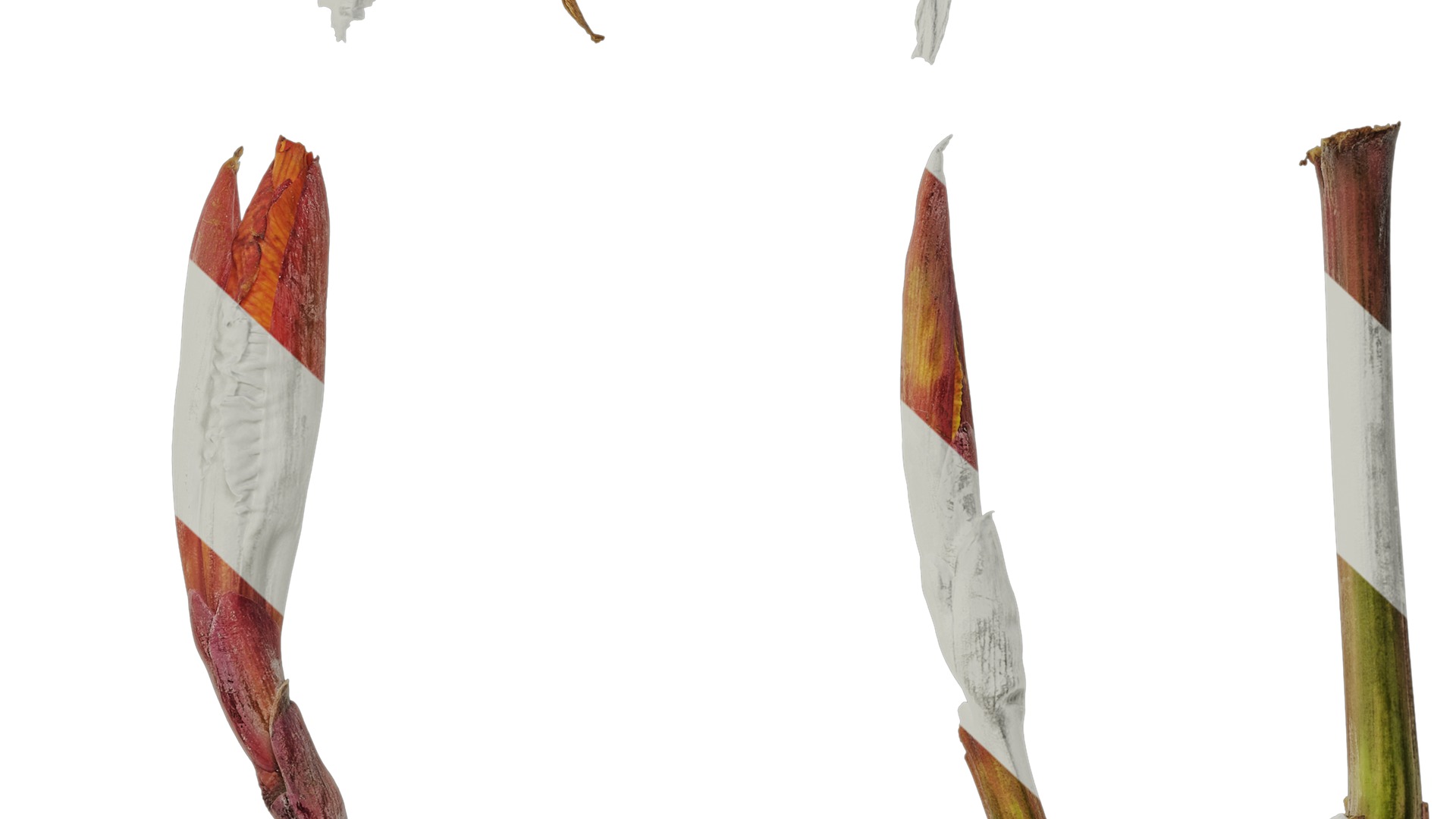 Anydrafts Canna indica Atlas 19 Texture_7