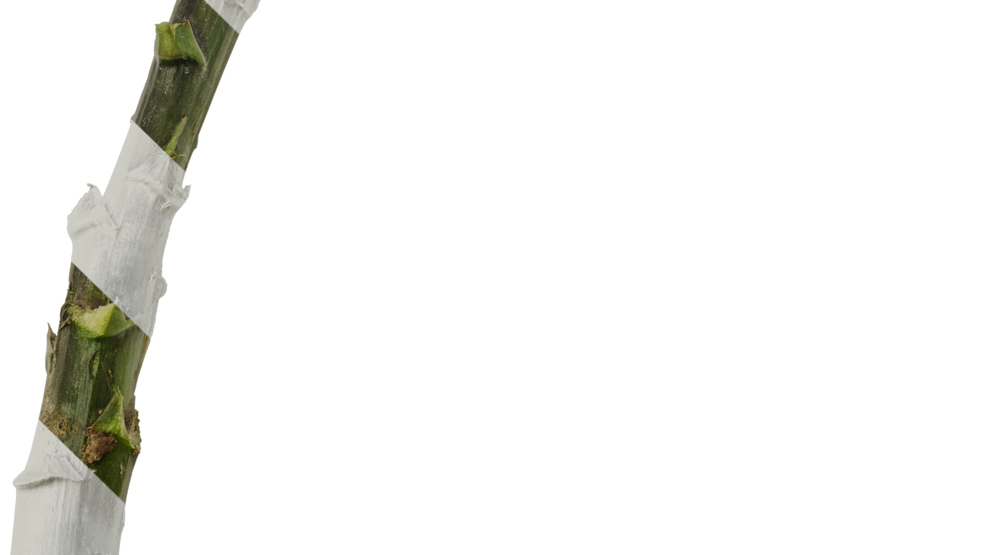 Anydrafts Cardiocrinum giganteum Atlas 01 Texture_4