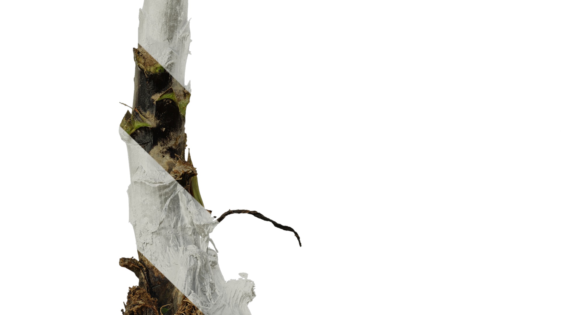 Anydrafts Cardiocrinum giganteum Atlas 01 Texture_5