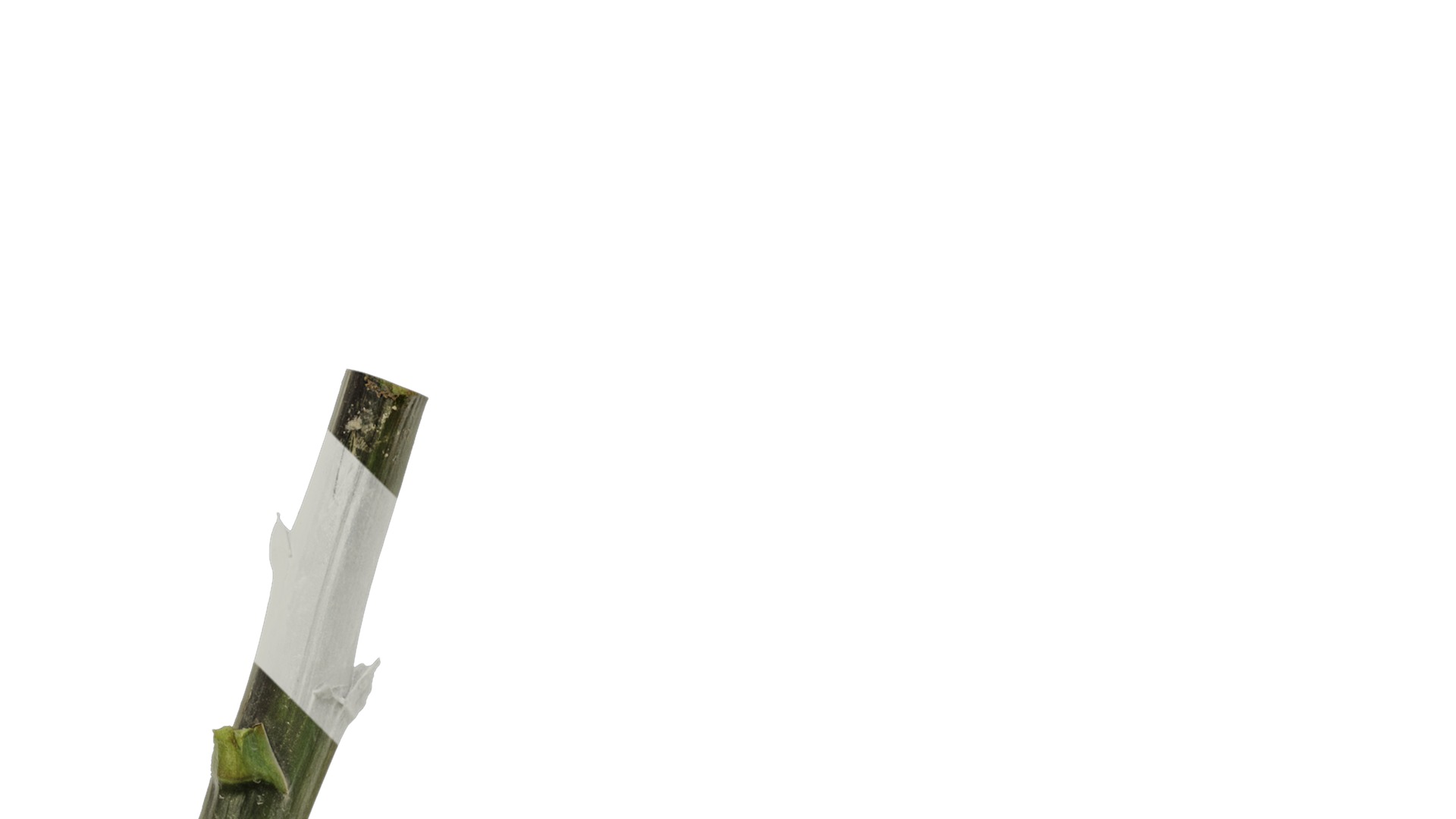 Anydrafts Cardiocrinum giganteum Atlas 01 Texture_2