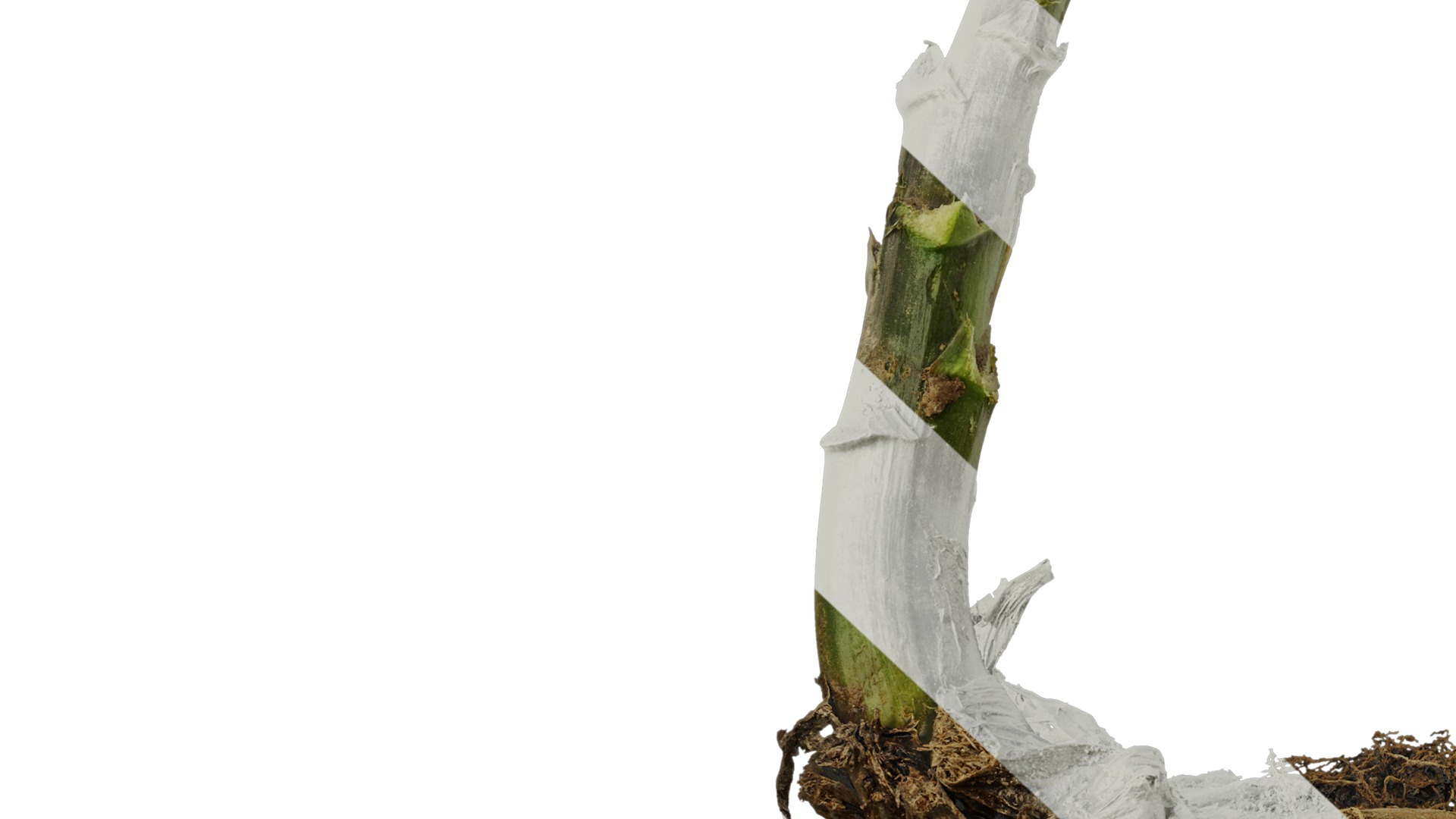 Anydrafts Cardiocrinum giganteum Atlas 01 Texture_7