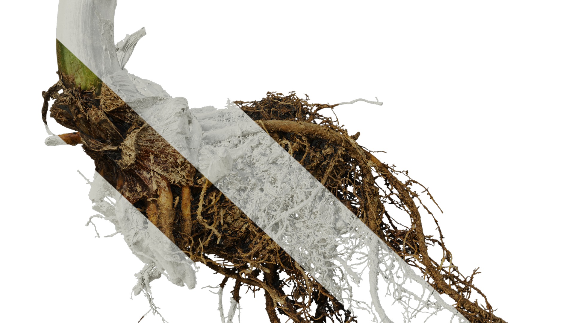 Anydrafts Cardiocrinum giganteum Atlas 01 Texture_6