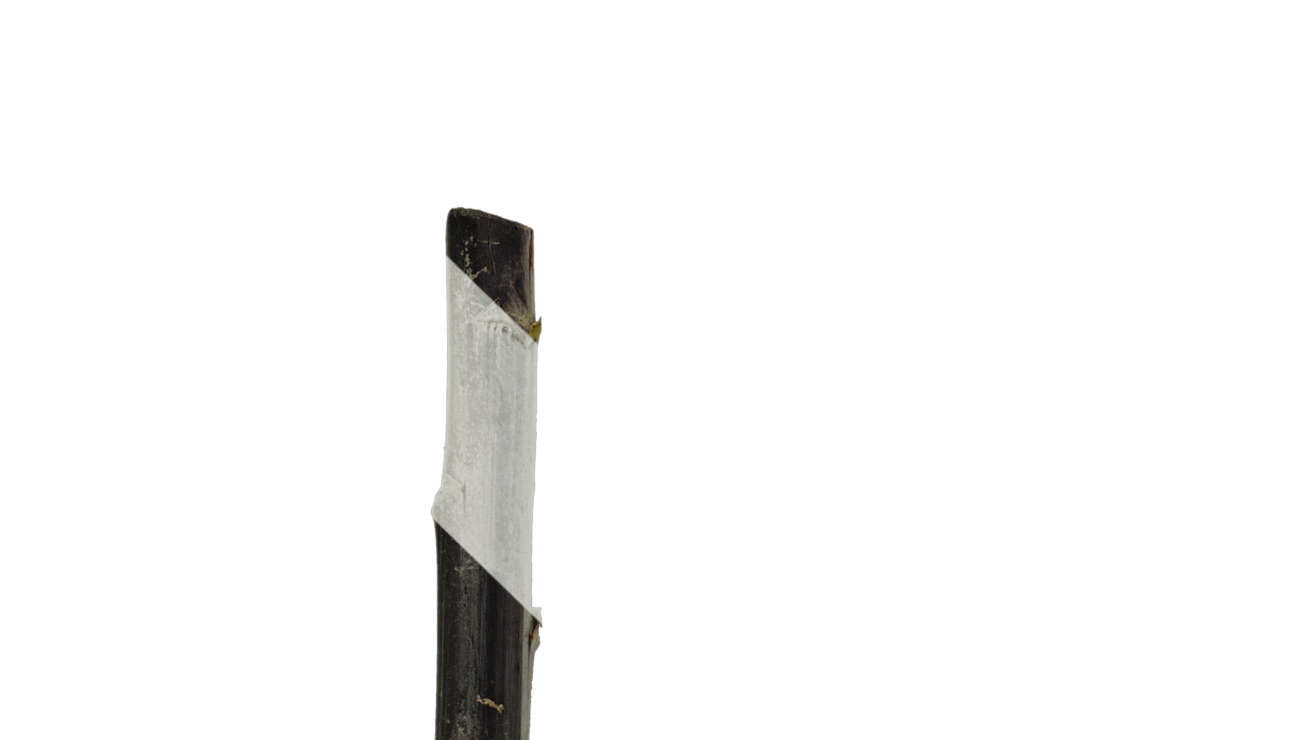 Anydrafts Cardiocrinum giganteum Atlas 01 Texture_1